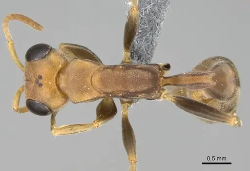 Pseudomyrmex tenuis specimen CASENT0370935 image casent0370935_1