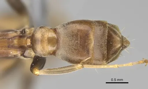 Pseudomyrmex tenuis specimen CASENT0370935 image casent0370935_2