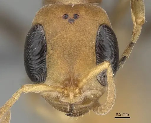 Pseudomyrmex tenuis specimen CASENT0370935 image casent0370935_3