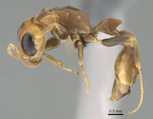Pseudomyrmex tenuis specimen CASENT0370935 image casent0370935_4