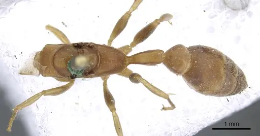 Pseudomyrmex tenuis specimen CASENT0902870 image casent0902870_1