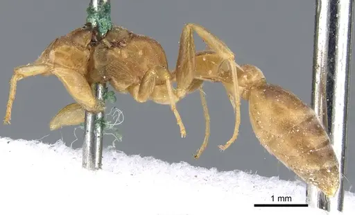 Pseudomyrmex tenuis specimen CASENT0902870 image casent0902870_2