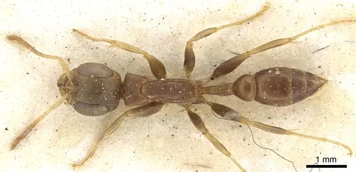 Pseudomyrmex tenuis specimen CASENT0902871 image casent0902871_1