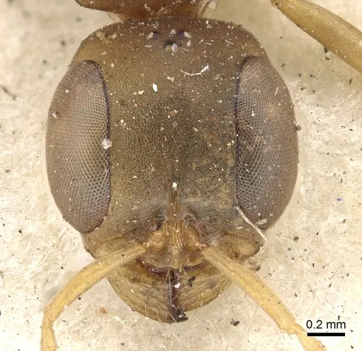 Pseudomyrmex tenuis specimen CASENT0902871 image casent0902871_2