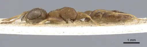 Pseudomyrmex tenuis specimen CASENT0902871 image casent0902871_3