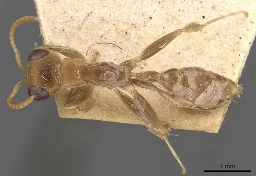 Pseudomyrmex tenuis specimen CASENT0907487 image casent0907487_1