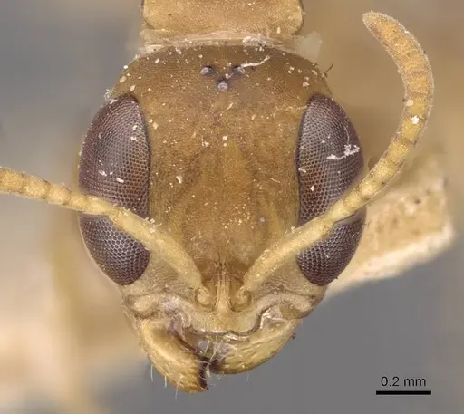 Pseudomyrmex tenuis specimen CASENT0907487 image casent0907487_2