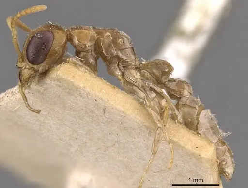 Pseudomyrmex tenuis specimen CASENT0907487 image casent0907487_3