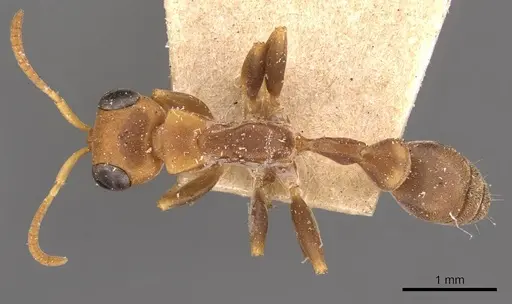 Pseudomyrmex tenuis specimen CASENT0907488 image casent0907488_1
