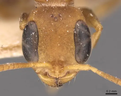 Pseudomyrmex tenuis specimen CASENT0907488 image casent0907488_2