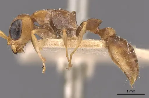 Pseudomyrmex tenuis specimen CASENT0907488 image casent0907488_3