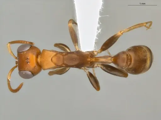 Pseudomyrmex tenuis specimen ECOFOG-KR17-0050-10 image ecofog-kr17-0050-10_1