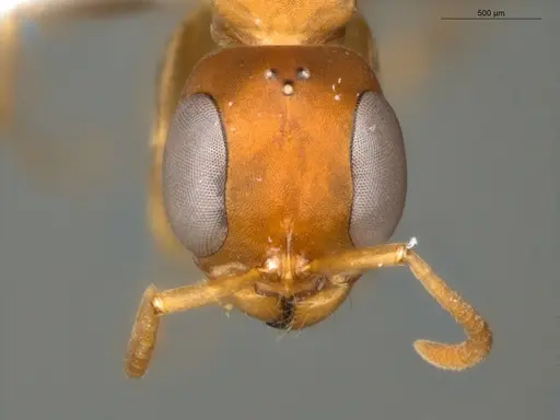 Pseudomyrmex tenuis specimen ECOFOG-KR17-0050-10 image ecofog-kr17-0050-10_2