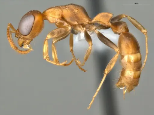 Pseudomyrmex tenuis specimen ECOFOG-KR17-0050-10 image ecofog-kr17-0050-10_3
