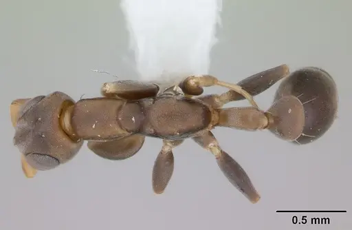 Pseudomyrmex tenuissimus specimen CASENT0173781 image casent0173781_1