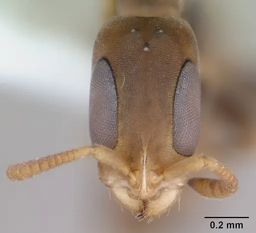 Pseudomyrmex tenuissimus specimen CASENT0173781 image casent0173781_2