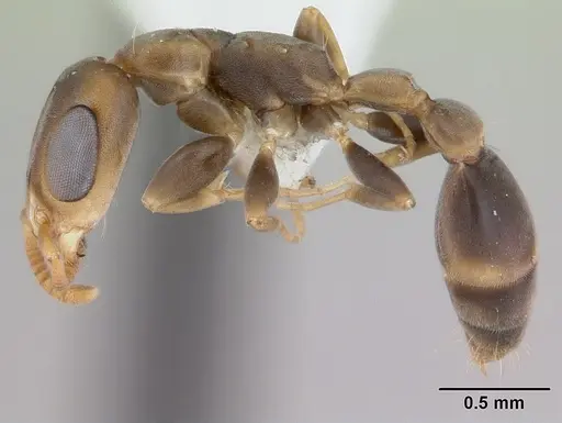 Pseudomyrmex tenuissimus specimen CASENT0173781 image casent0173781_3