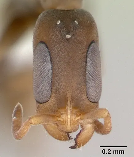 Pseudomyrmex tenuissimus specimen CASENT0173782 image casent0173782_2