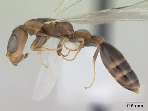 Pseudomyrmex tenuissimus specimen CASENT0173782 image casent0173782_3