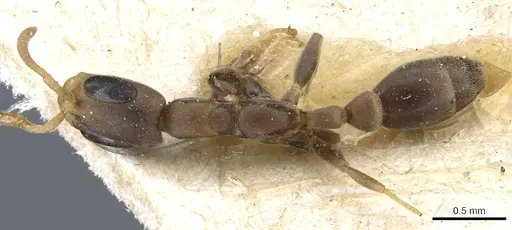 Pseudomyrmex tenuissimus specimen CASENT0904058 image casent0904058_1