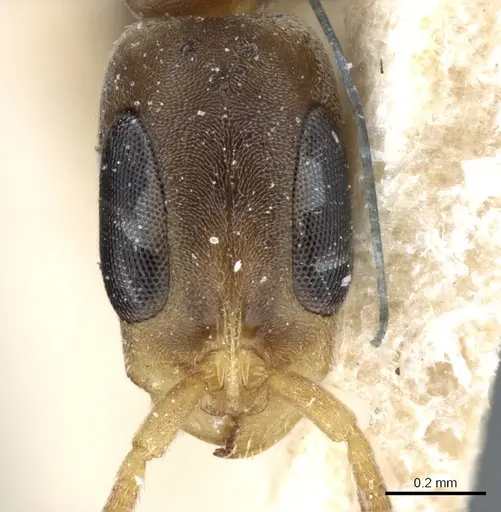 Pseudomyrmex tenuissimus specimen CASENT0904058 image casent0904058_2