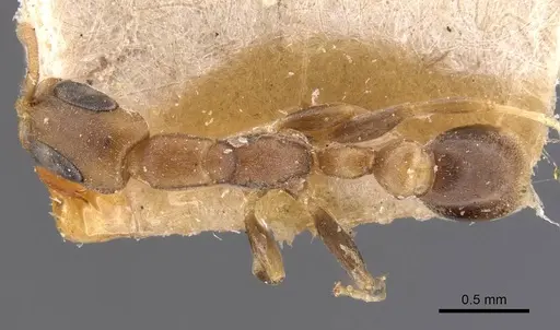 Pseudomyrmex tenuissimus specimen CASENT0907523 image casent0907523_1