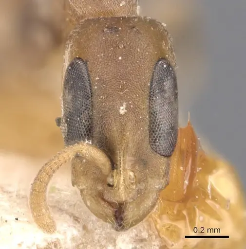 Pseudomyrmex tenuissimus specimen CASENT0907523 image casent0907523_2