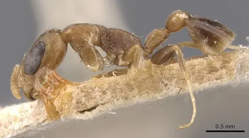 Pseudomyrmex tenuissimus specimen CASENT0907523 image casent0907523_3