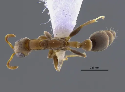 Pseudomyrmex tenuissimus specimen CBUMAGENT41808 image cbumagent41808_1