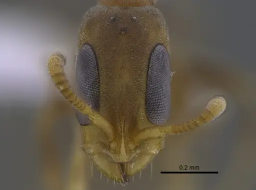 Pseudomyrmex tenuissimus specimen CBUMAGENT41808 image cbumagent41808_2