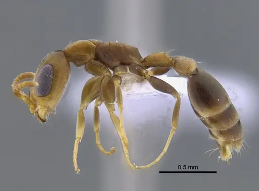 Pseudomyrmex tenuissimus specimen CBUMAGENT41808 image cbumagent41808_3