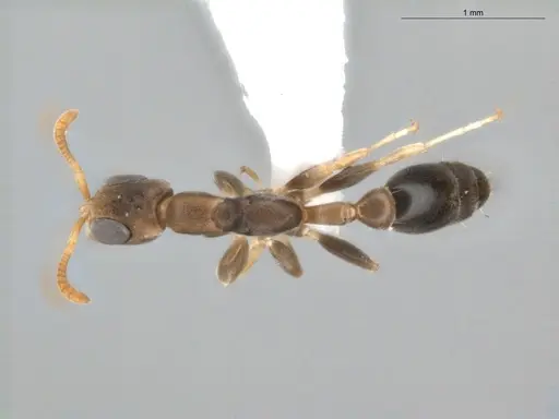 Pseudomyrmex tenuissimus specimen ECOFOG-KR20-0005-19 image ecofog-kr20-0005-19_1