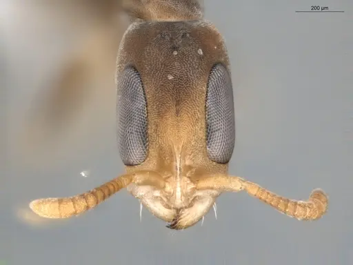 Pseudomyrmex tenuissimus specimen ECOFOG-KR20-0005-19 image ecofog-kr20-0005-19_2