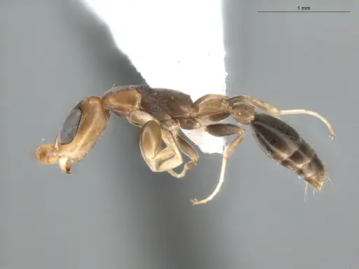 Pseudomyrmex tenuissimus specimen ECOFOG-KR20-0005-19 image ecofog-kr20-0005-19_3