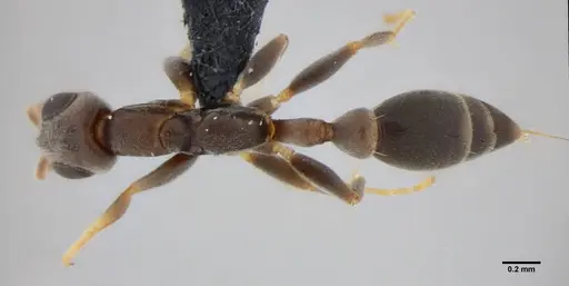 Pseudomyrmex tenuissimus specimen UFV-LABECOL-006536 image ufv-labecol-006536_1