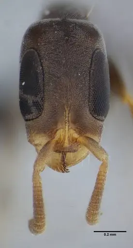 Pseudomyrmex tenuissimus specimen UFV-LABECOL-006536 image ufv-labecol-006536_2