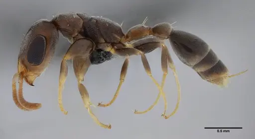 Pseudomyrmex tenuissimus specimen UFV-LABECOL-006536 image ufv-labecol-006536_3