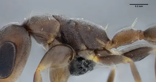 Pseudomyrmex tenuissimus specimen UFV-LABECOL-006536 image ufv-labecol-006536_4