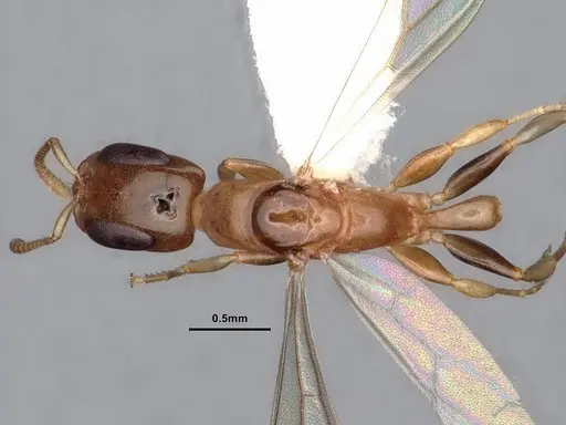 Pseudomyrmex terminalis specimen CASENT0884187 image casent0884187_1