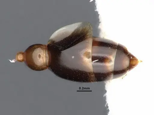 Pseudomyrmex terminalis specimen CASENT0884187 image casent0884187_2