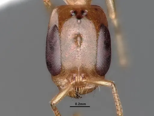 Pseudomyrmex terminalis specimen CASENT0884187 image casent0884187_3