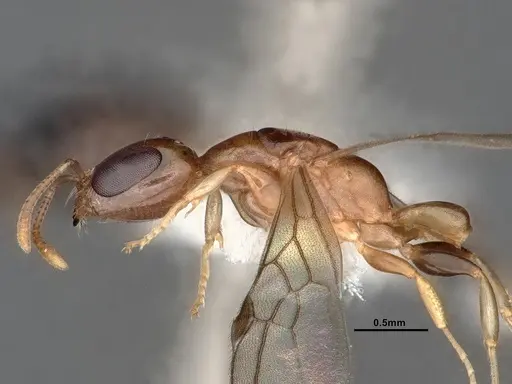 Pseudomyrmex terminalis specimen CASENT0884187 image casent0884187_4