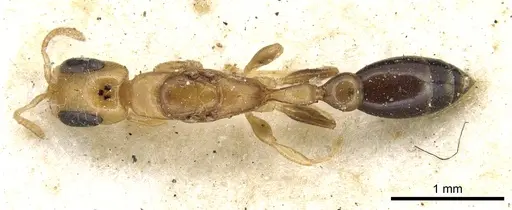 Pseudomyrmex terminalis specimen CASENT0902899 image casent0902899_1