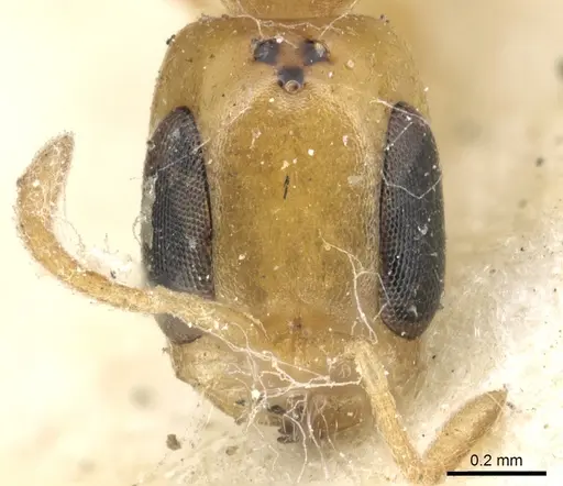 Pseudomyrmex terminalis specimen CASENT0902899 image casent0902899_2