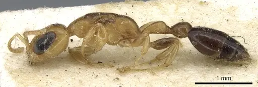 Pseudomyrmex terminalis specimen CASENT0902899 image casent0902899_3
