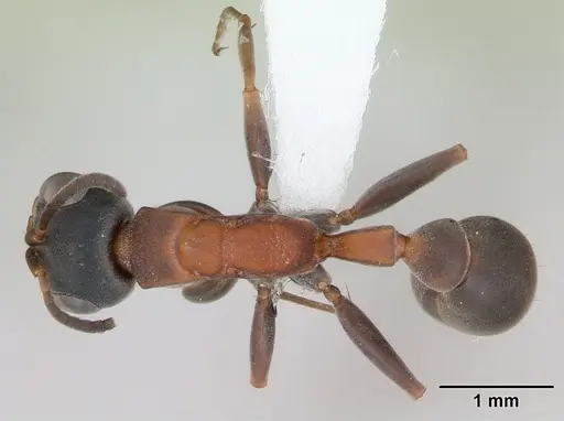 Pseudomyrmex termitarius specimen CASENT0173786 image casent0173786_1