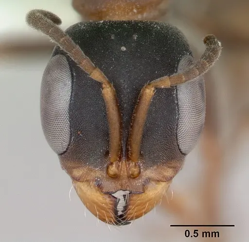 Pseudomyrmex termitarius specimen CASENT0173786 image casent0173786_2