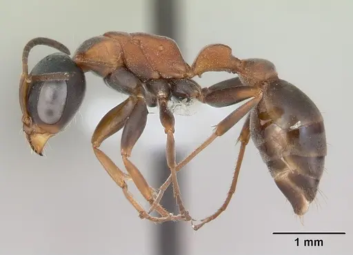 Pseudomyrmex termitarius specimen CASENT0173786 image casent0173786_3
