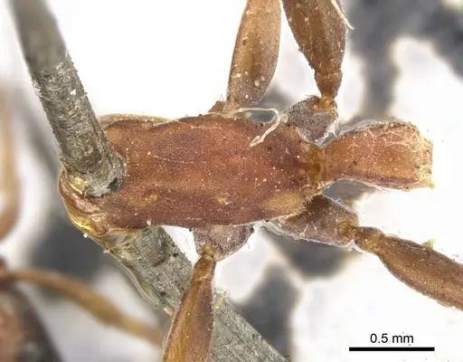Pseudomyrmex termitarius specimen CASENT0902864 image casent0902864_1
