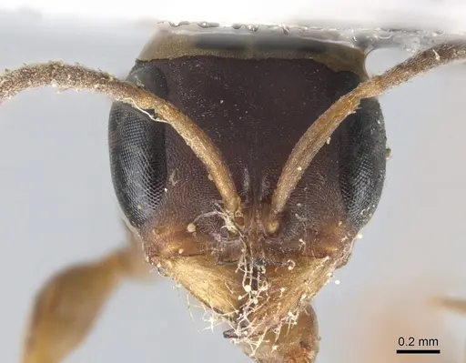 Pseudomyrmex termitarius specimen CASENT0902864 image casent0902864_2